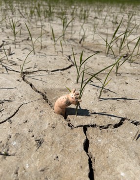 Dry conditions affecting rice