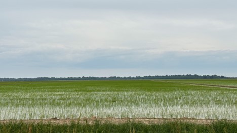 Rice field going to permanent flood