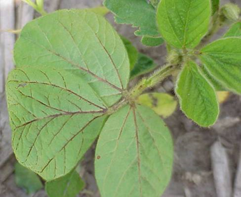 Red/purplish veins on the underside of a soybean leaf from ALS injury