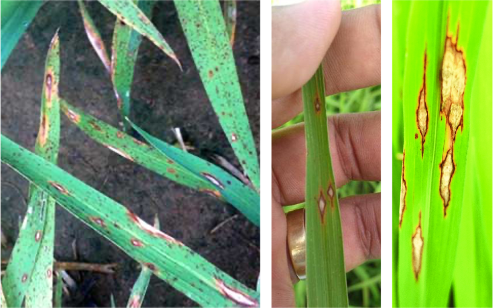 Rice leaf blast lesions