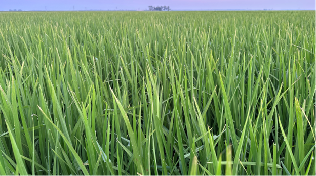 Leaf tip damage and pale color in rice from wind damage
