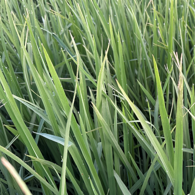 Leaf tip damage in rice from high winds