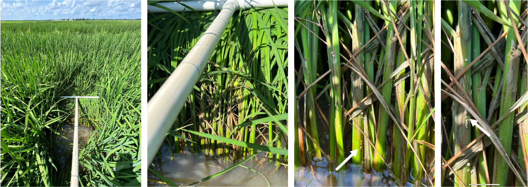 Scouting for sheath blight in rice