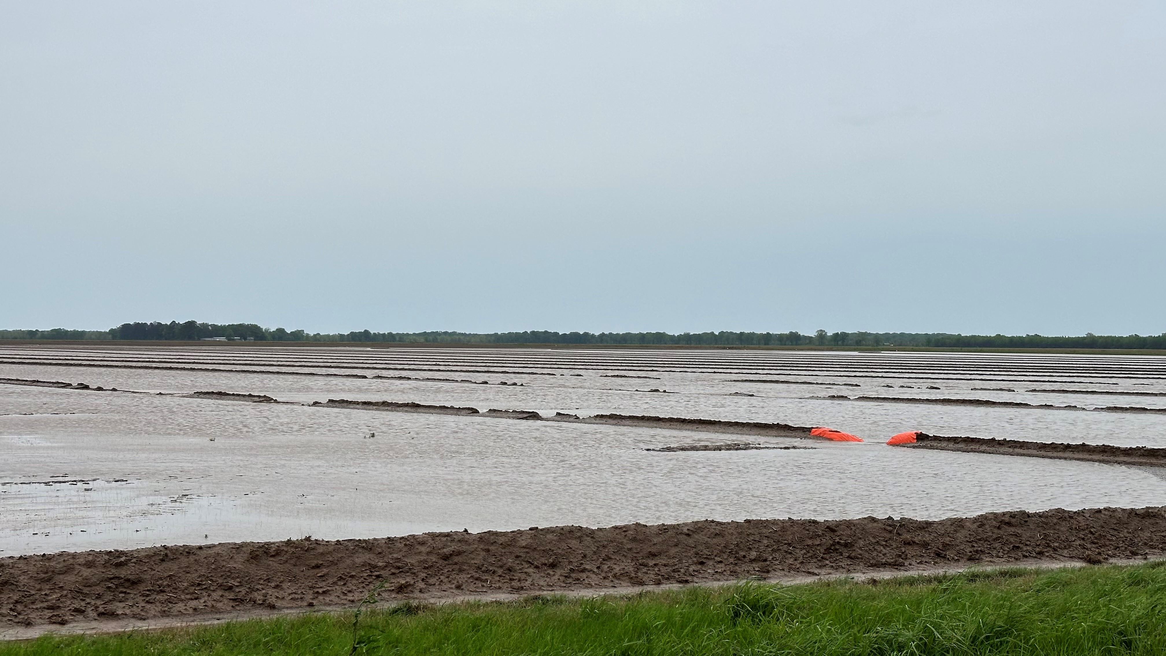 Central and South Arkansas rains have punished levees in some early planted rice fields