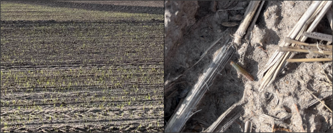 Rice field with damage from true armyworms (left), and true armyworm in stubble within a rice field (right)