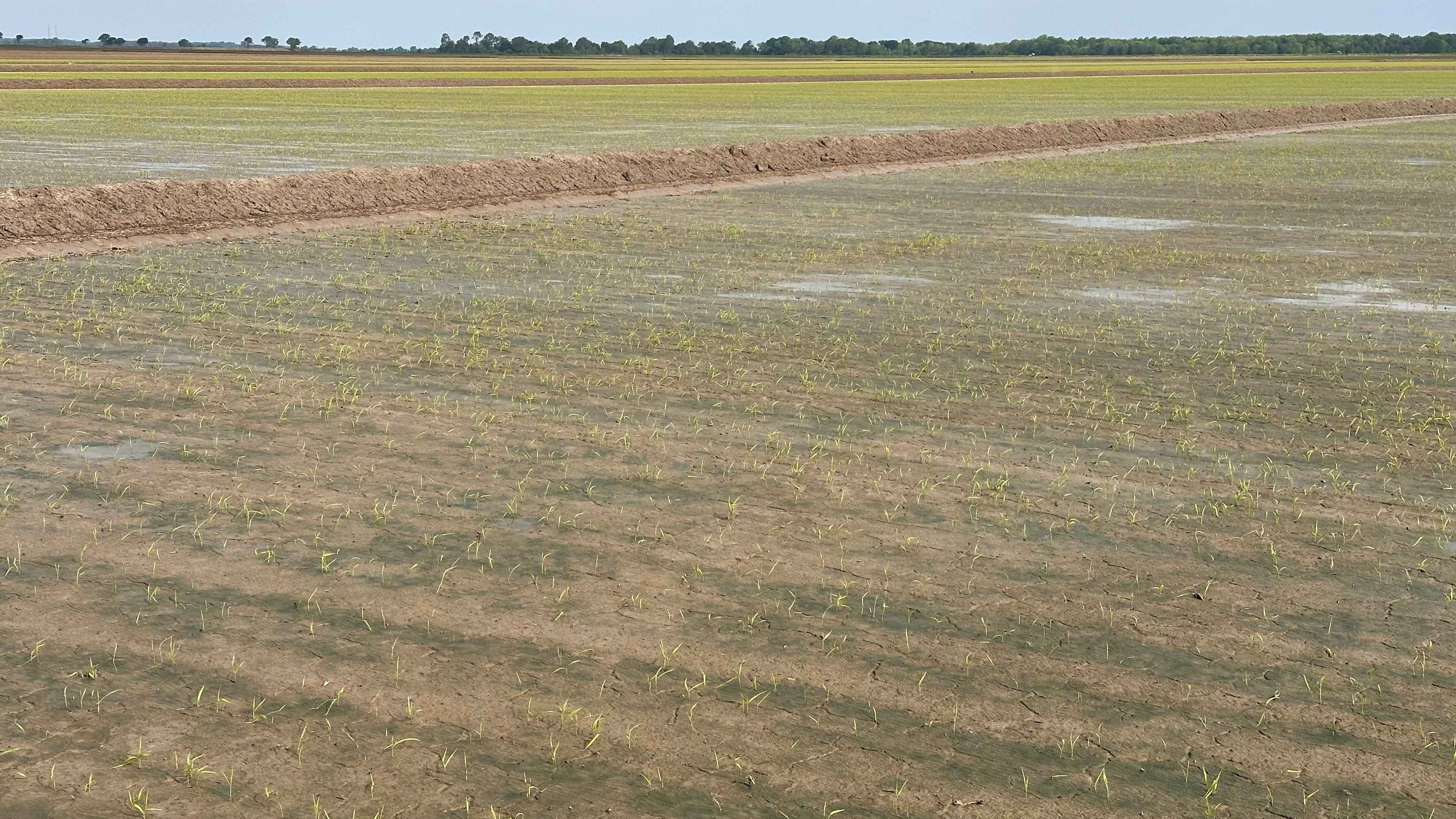 Poor looking rice from recent weather conditions