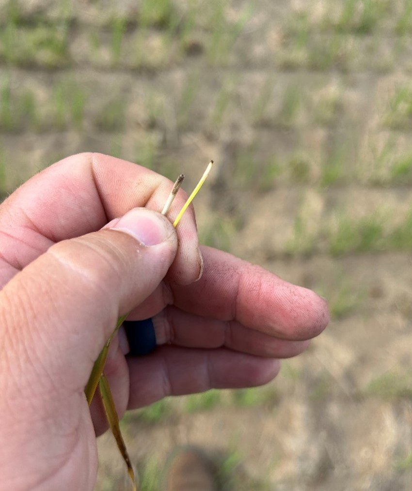 Provisia herbicide damage to non-Provisia rice