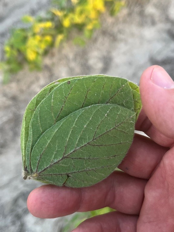 Sulfonylurea (SU) damage to soybean