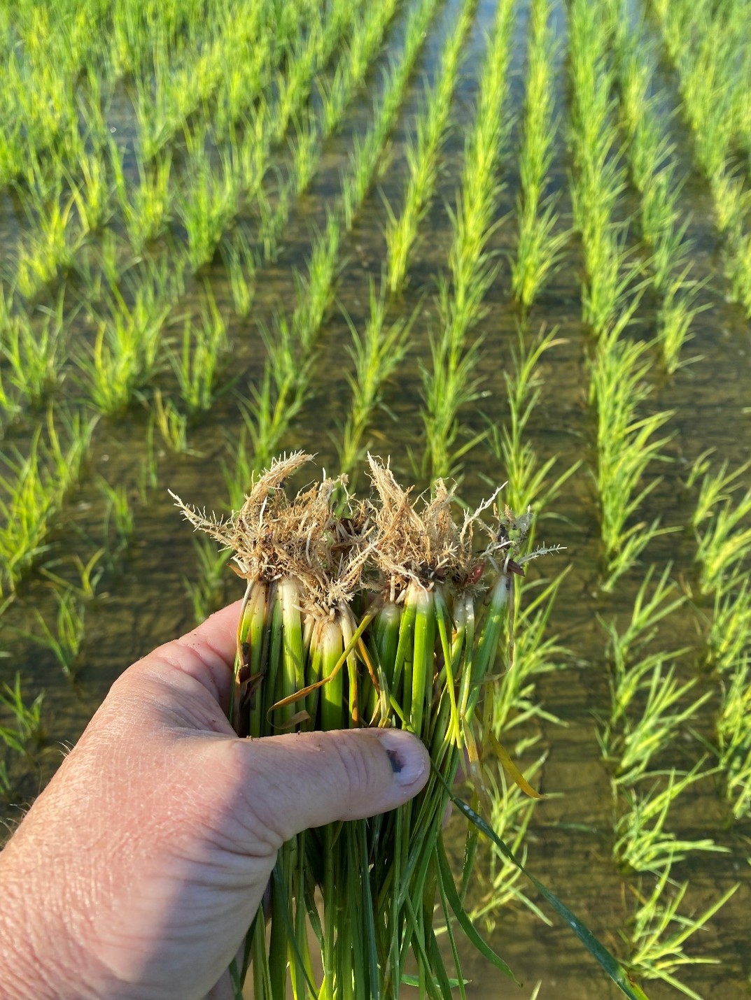 Bottle brushing of roots and highlighter yellow flashing plants from ALS herbicide