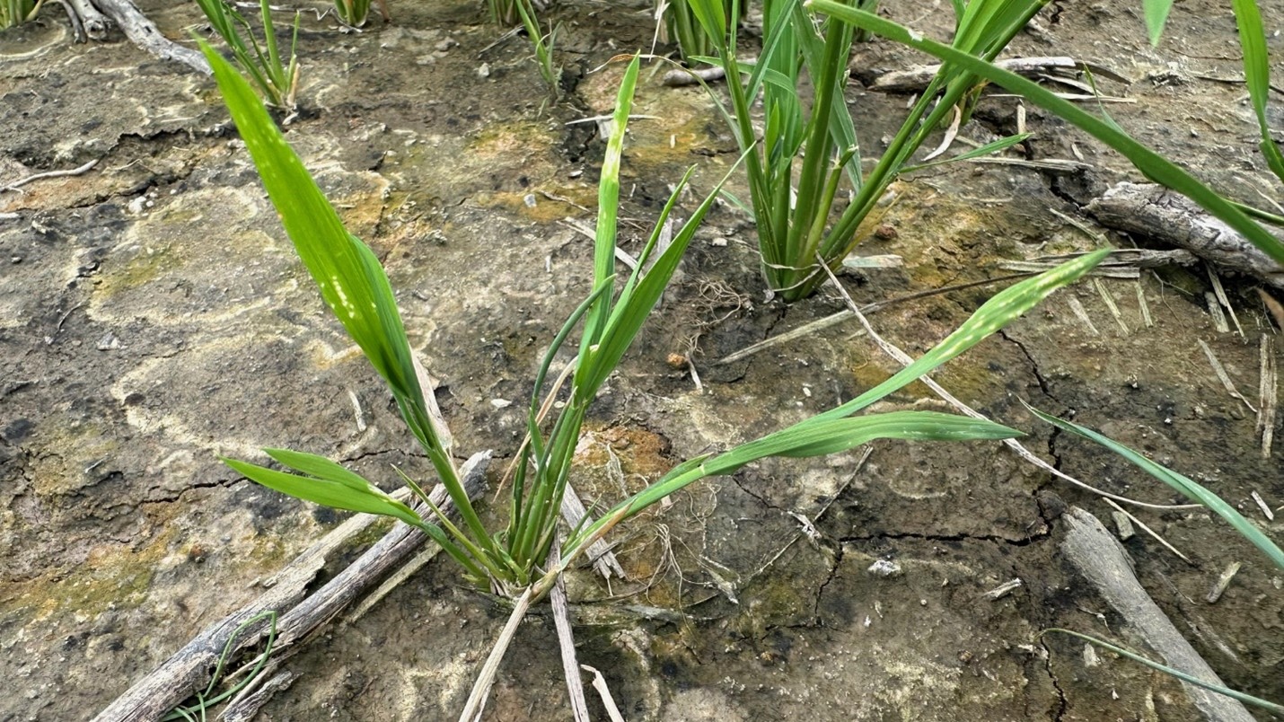 Delayed phytotoxicity syndrome (DPS) from quinclorac on rice prior to flood due to extended wet conditions