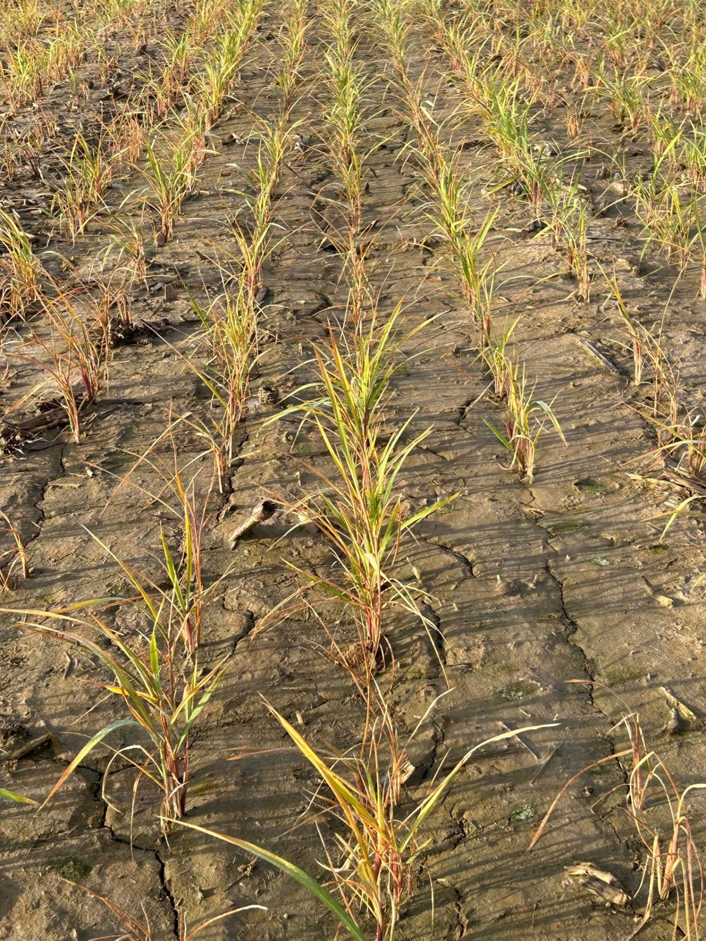 Roundup (glyphosate) drift on rice