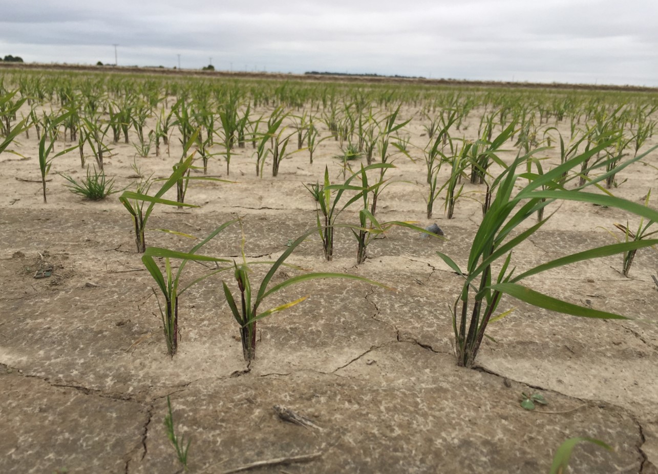 Newpath / Preface (imazethapyr) drift on susceptible rice with a tolerant off-type present