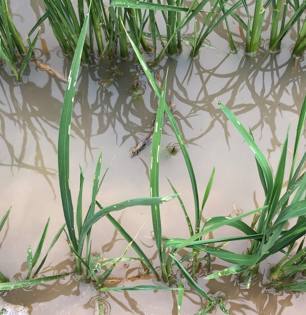 Leaf scarring from rice water weevil adult feeding