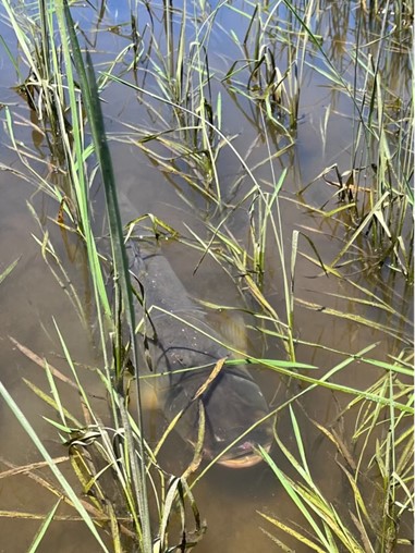 Fish in a rice field