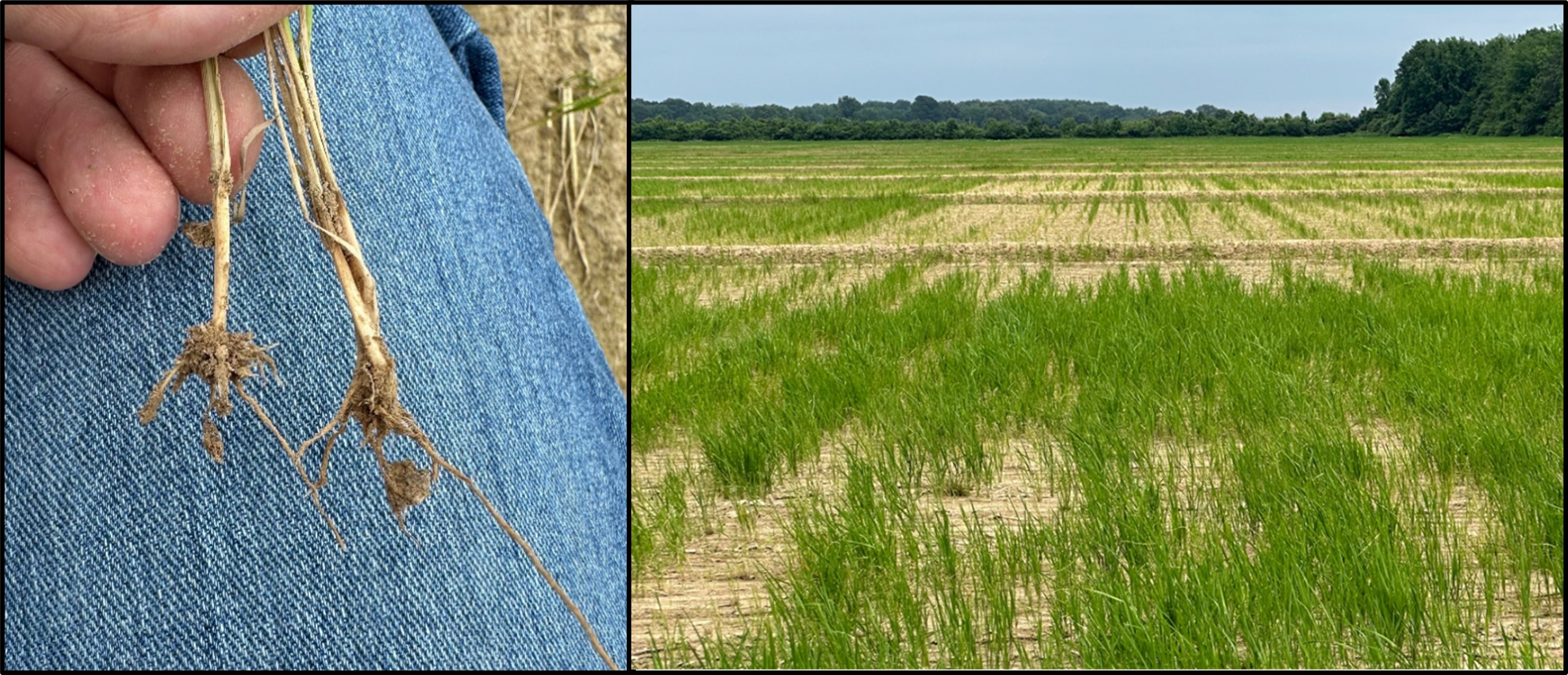 Grape colaspis pruning rice roots and creating a “bean row effect”