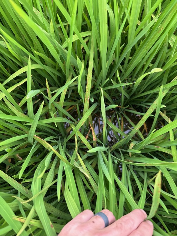 Rice leaf blast in canopy