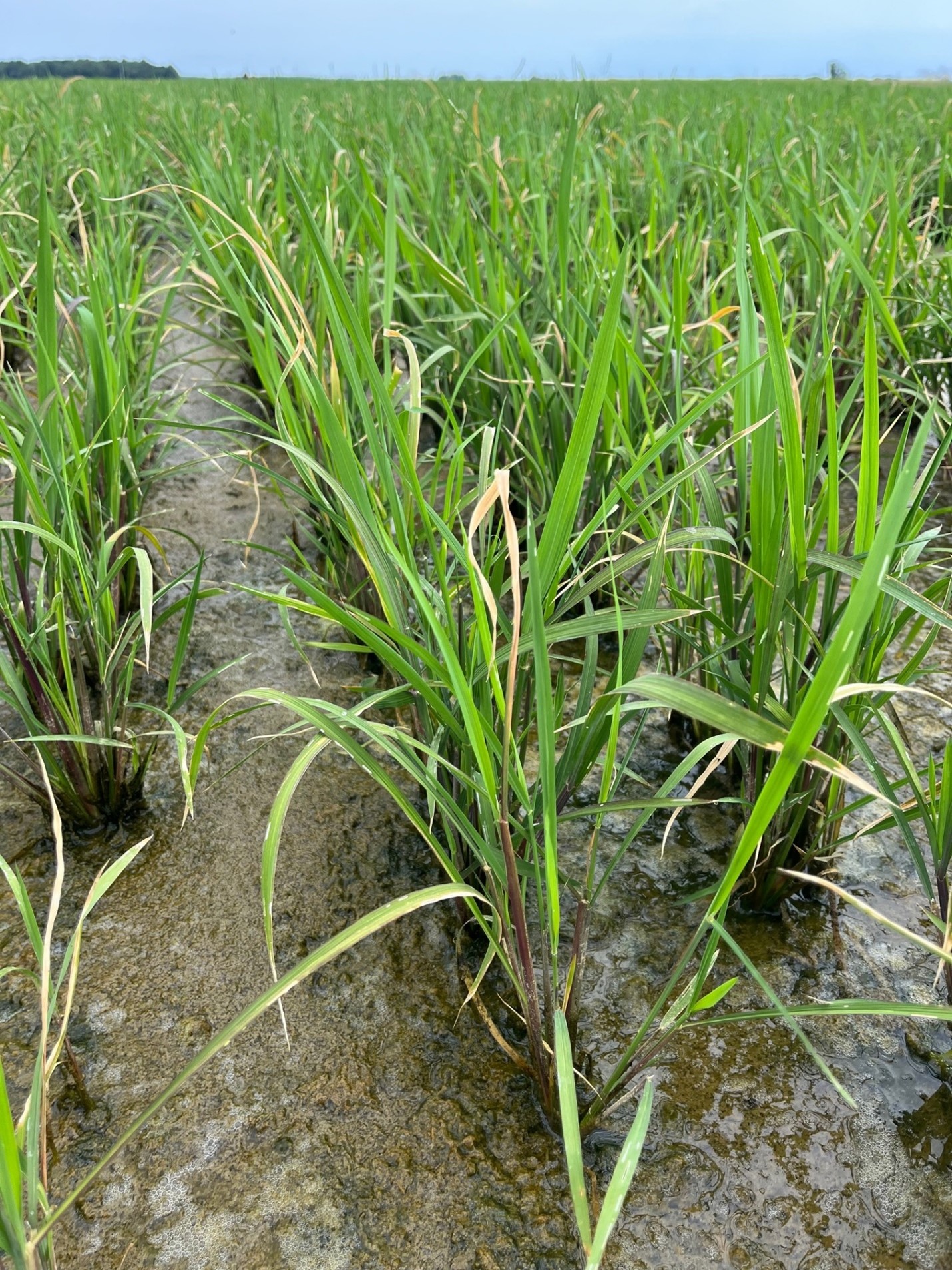 Ricestar application onto rice at green ring