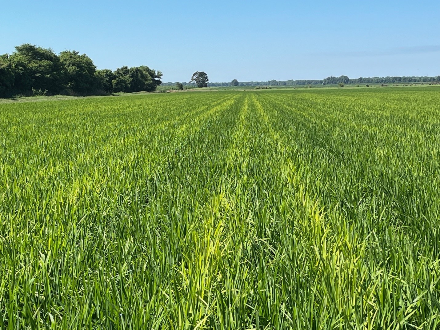 Salt injury to rice on bed tops in furrow-irrigated rice