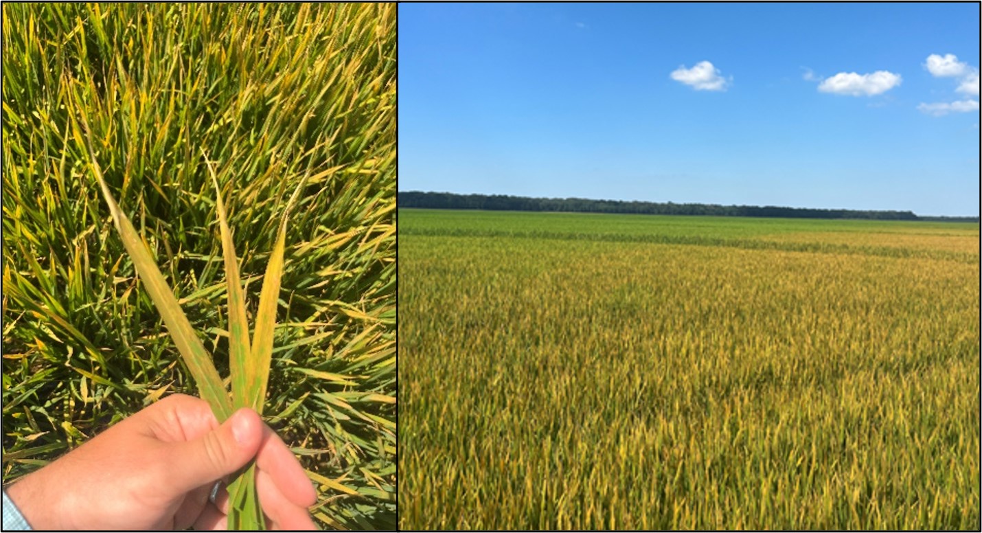 Glufosinate drift on rice