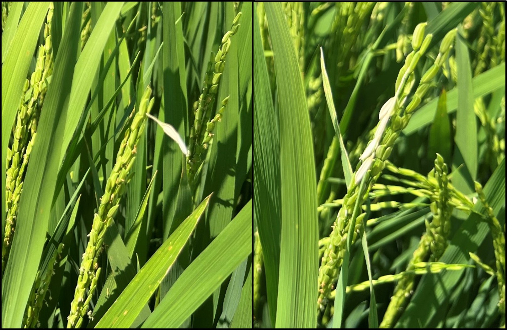 Blank tip grains in rice