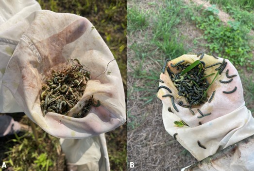 Fall armyworms in rice