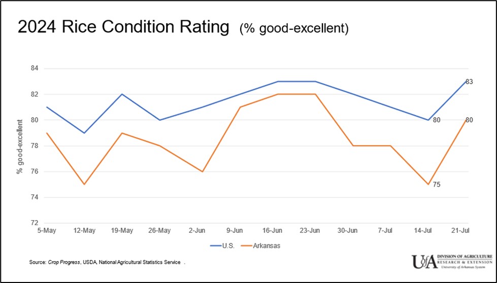 Rice condition rating, 2024