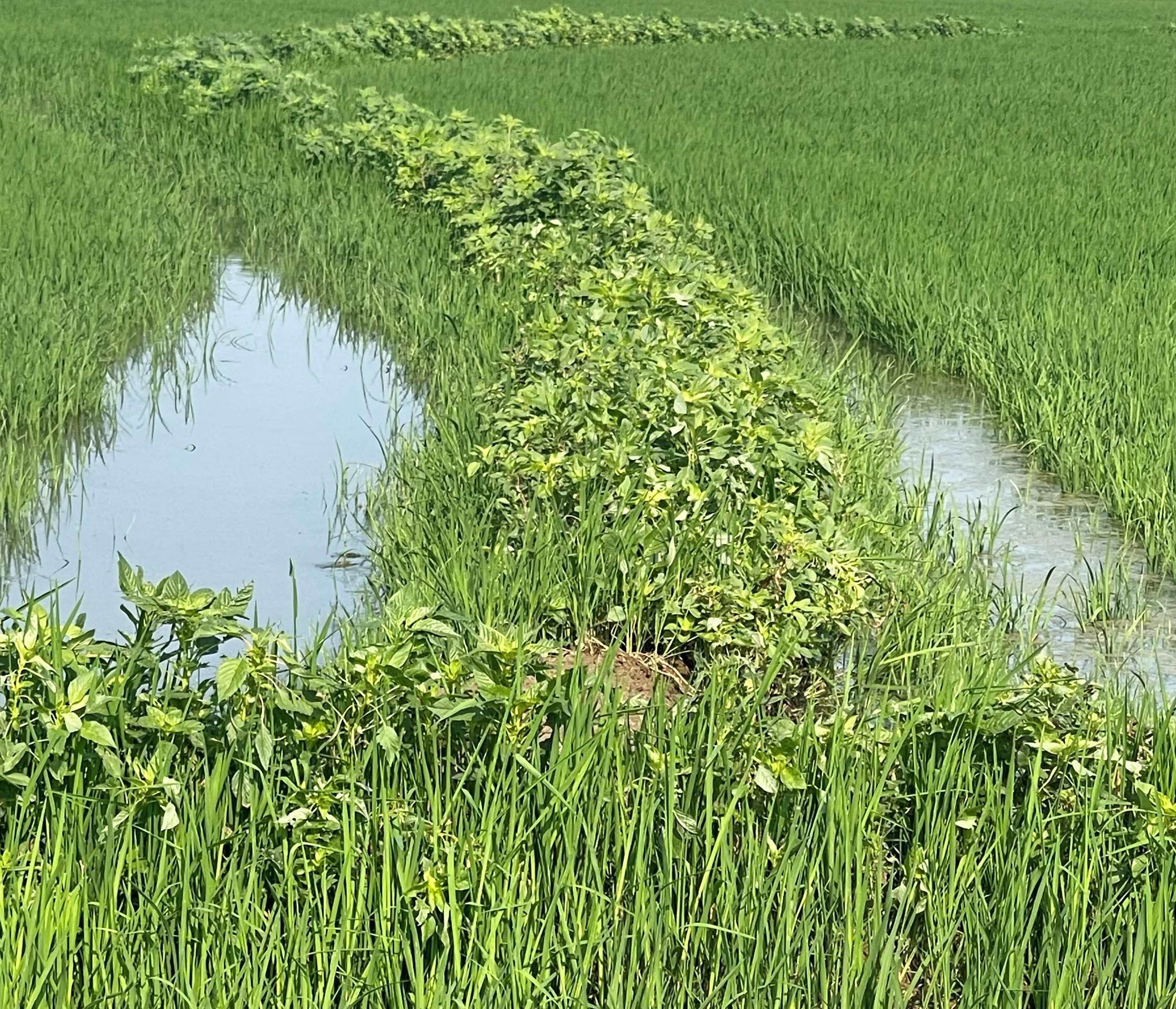 Pigweeds on rice levees