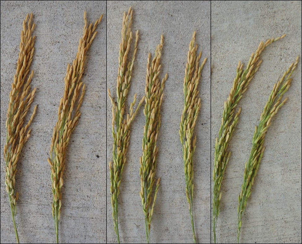 Rice panicles at different maturity levels described by kernel percent straw color:  (L) 100%, (C) 67%, and (R) 33%