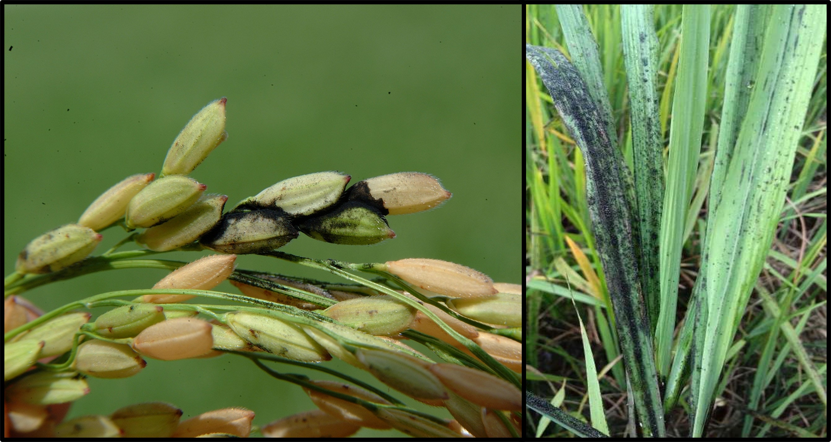 Kernel smut (left) versus sooty mold (right)