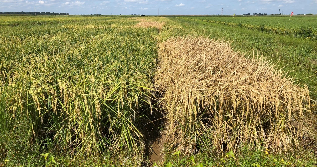 Research plots receiving sodium chlorate (right) versus untreated check