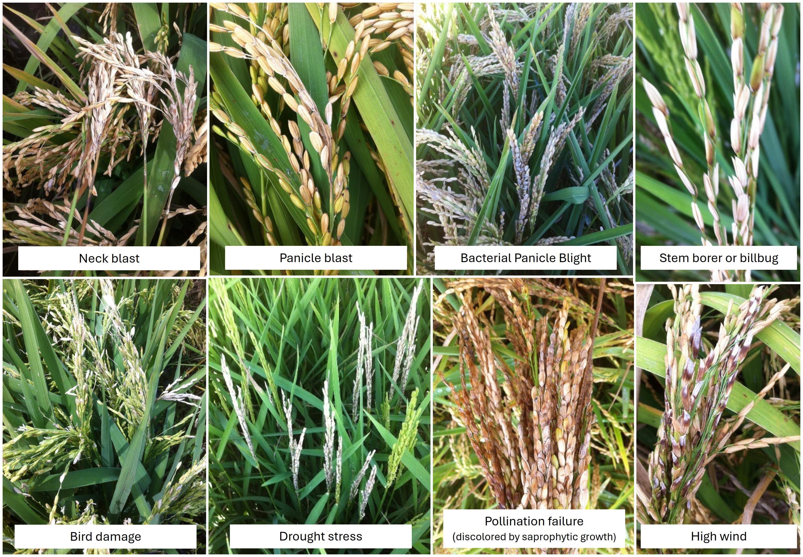 Factors responsible for panicle blanking in rice