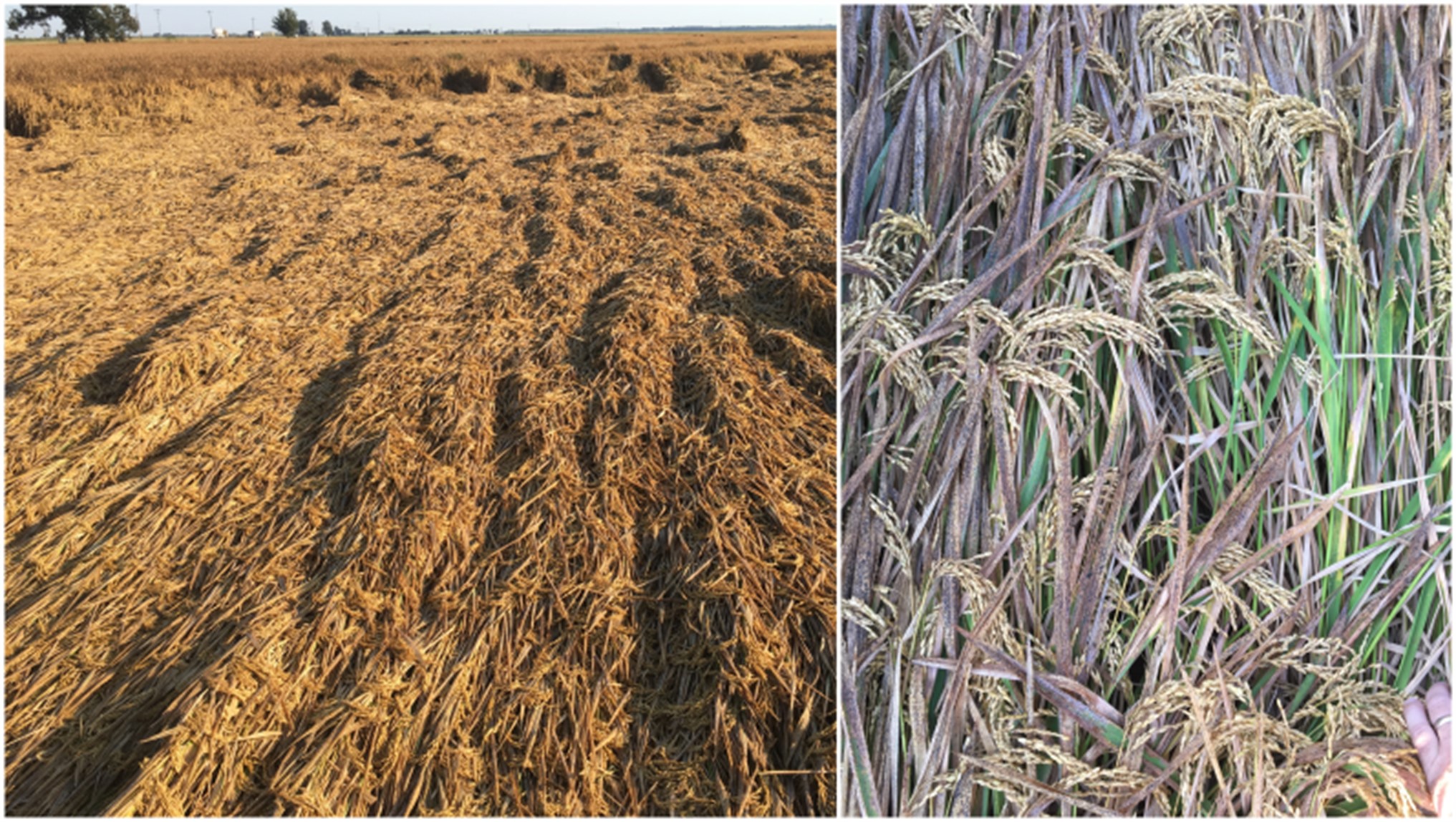 Lodged rice (left); top layer of rice versus underneath layer after salting (right)