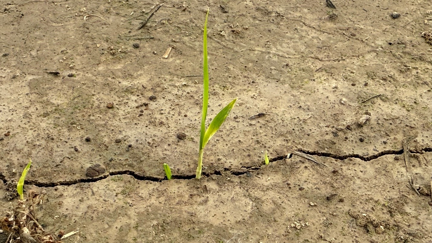 Rice plants at various stages of emergence