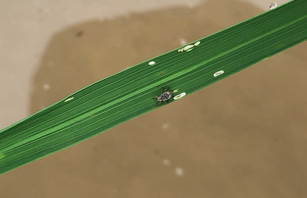 Rice water weevil adult feeding on rice