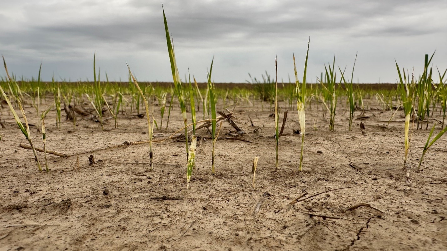 “Sick” rice prior to starter fertilizer application