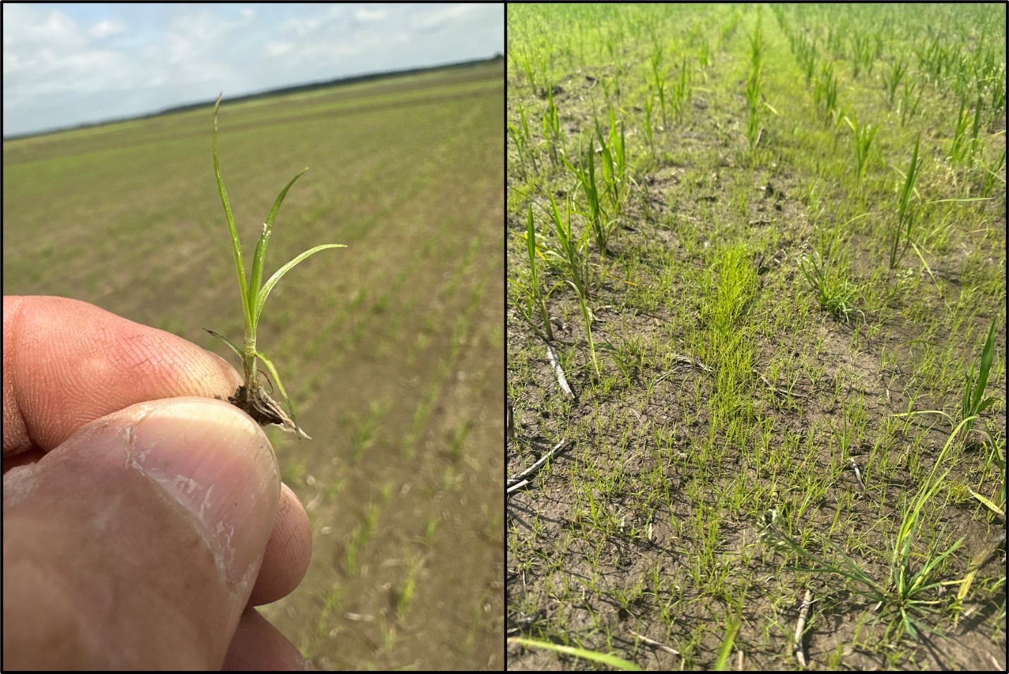 Annual sedge in rice
