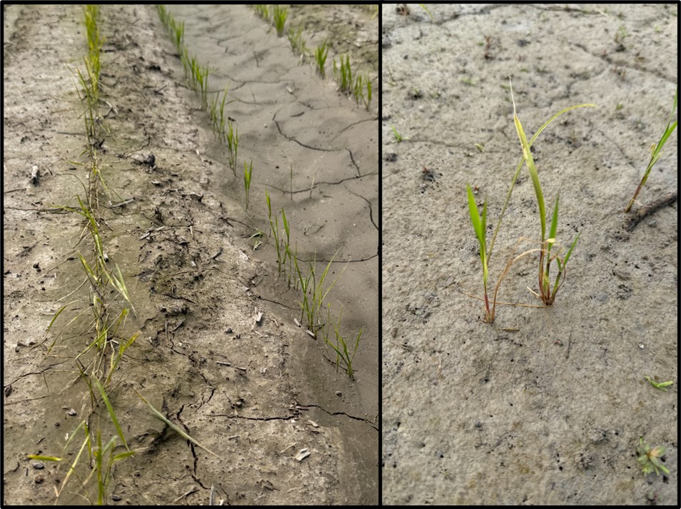 Newpath drift affecting rice on bed tops and not furrows (left); and suspected glyphosate drift on rice (right)