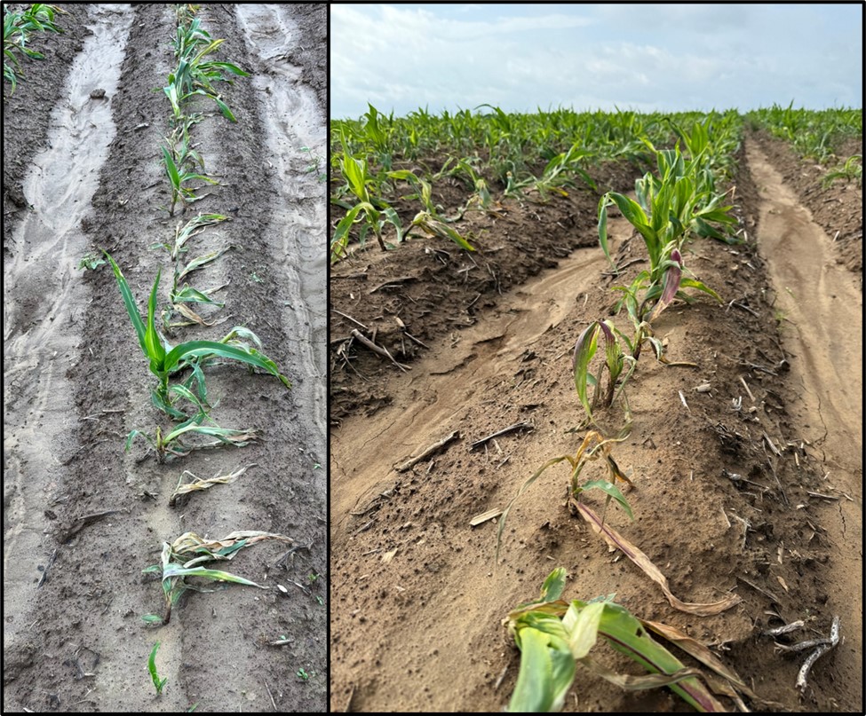 Provisia/Highcard on corn