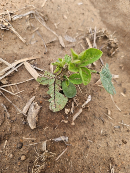 ALS herbicide injury from a rice field drift to soybean