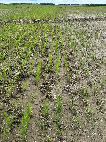 Severe Gramoxone (paraquat) drift in rice.  Some areas protected by weeds