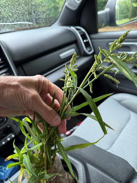 Heading barnyardgrass in mid-May