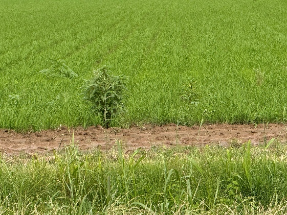 Row rice with pigweeds