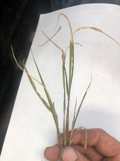 Gramoxone drift on rice