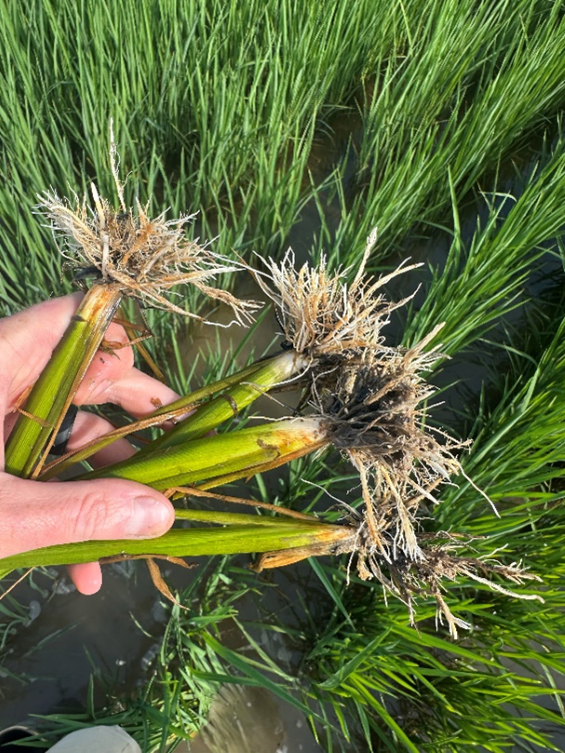 Bottle brushing and pruning of roots caused by ALS herbicides