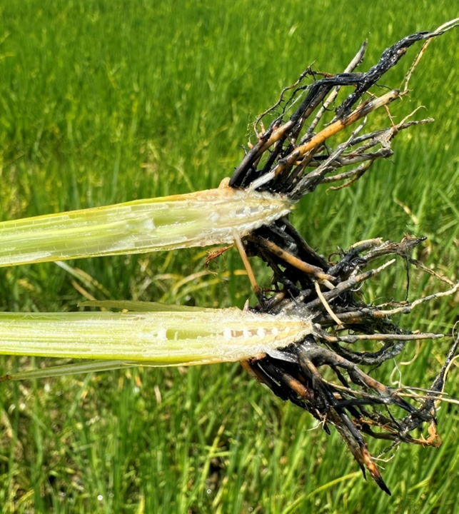 Hydrogen sulfide toxicity impacting rice root growth