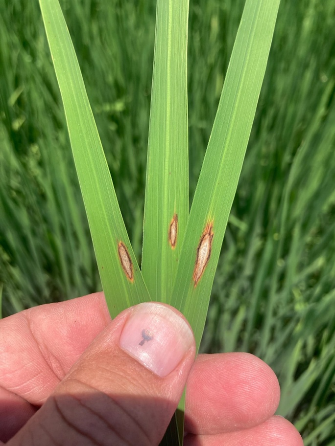 Leaf blast in Louisiana (courtesy LSU AgCenter)