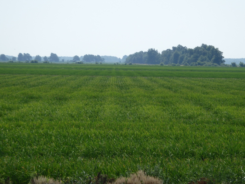 Suspected carryover from soybean herbicide