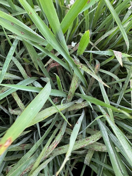 Leaf blast on Titan in Ashley Co.