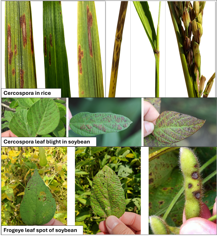 Cercospora examples in rice and soybean