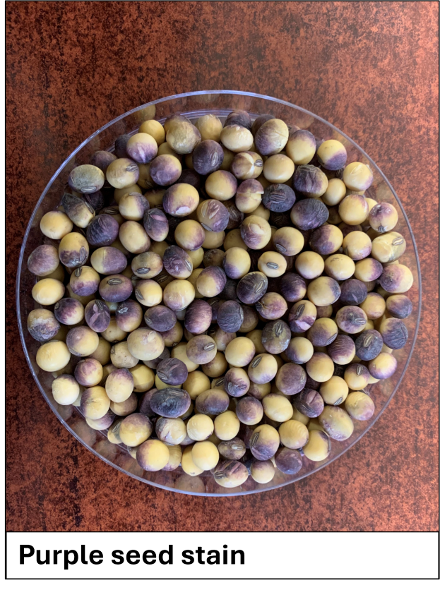Purple seed stain in soybean